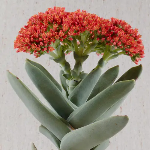 Fleurs de Crassula falcata