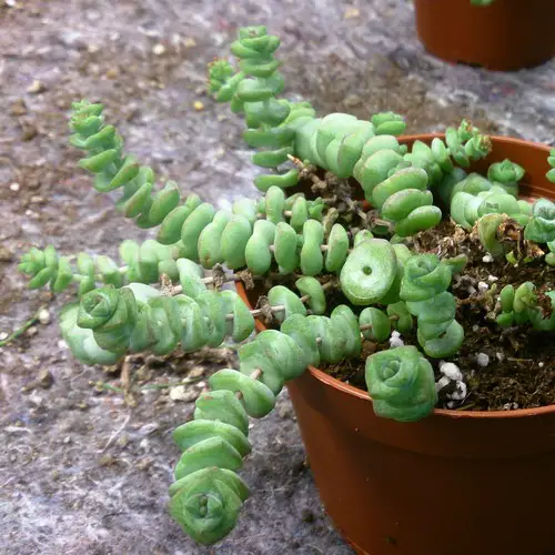 Crassula hottentot