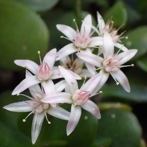 Fleurs de Crassula multicava fleurs