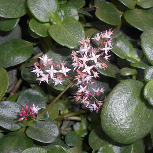 Crassula multicava