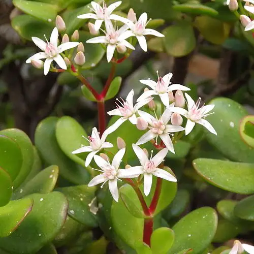 Fleurs de Crassula ovata