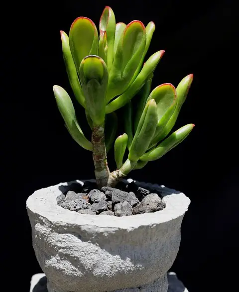 Crassula ovata 'Gollum'