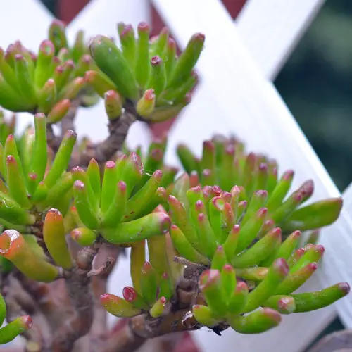 Crassula ovata 'Hobbit'