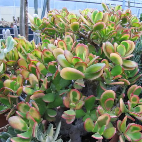 Crassula ovata ‘Hummel’s Sunset’ variegata