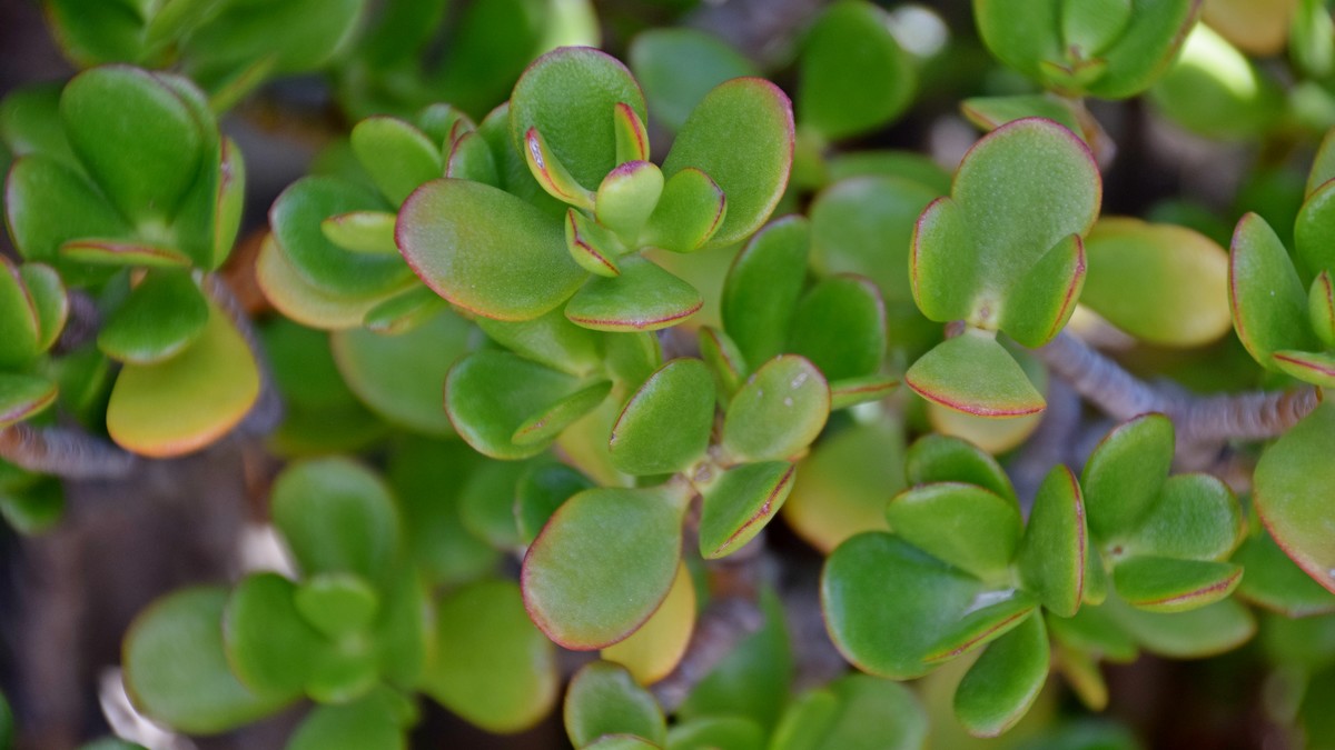 Crassula ovata