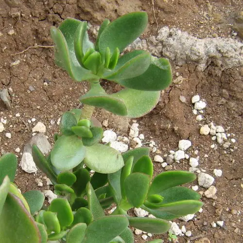 Crassula ovata 'Obliqua'