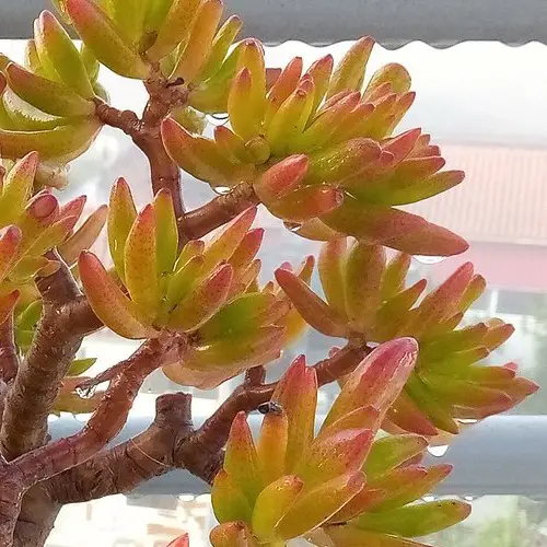 Crassula ovata 'Red Horn Tree'