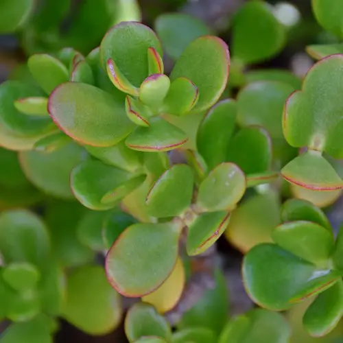 Crassula ovata