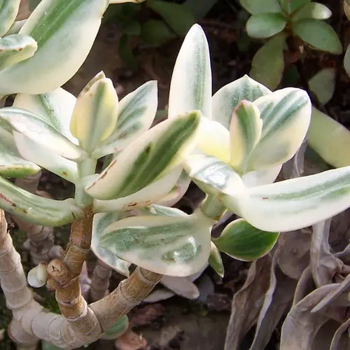 Crassula ovata 'Tricolor'