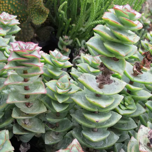 Crassula perforata