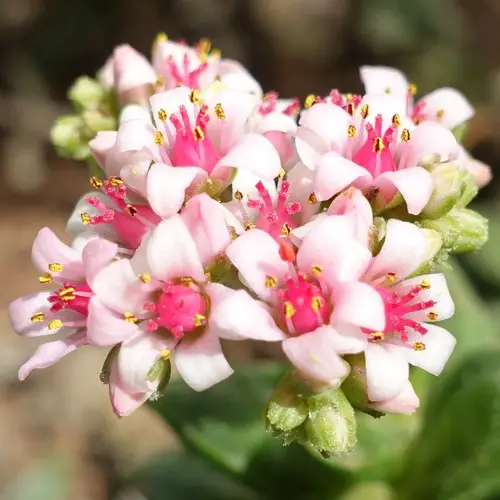 Fleurs de Crassula rupestris