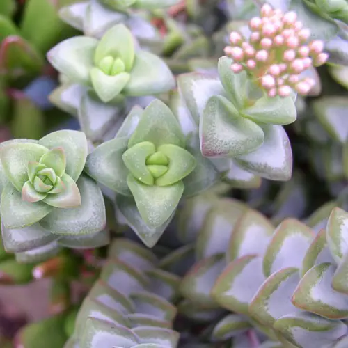 Crassula rupestris