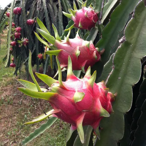 Culture de pitaya