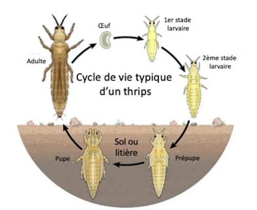 Cycle vie des thrips