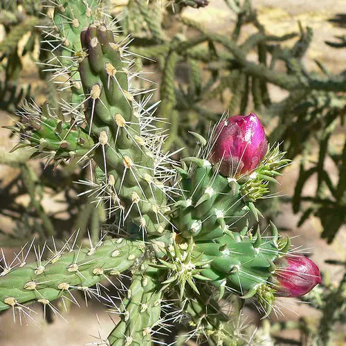 Cylindropuntia fulgida