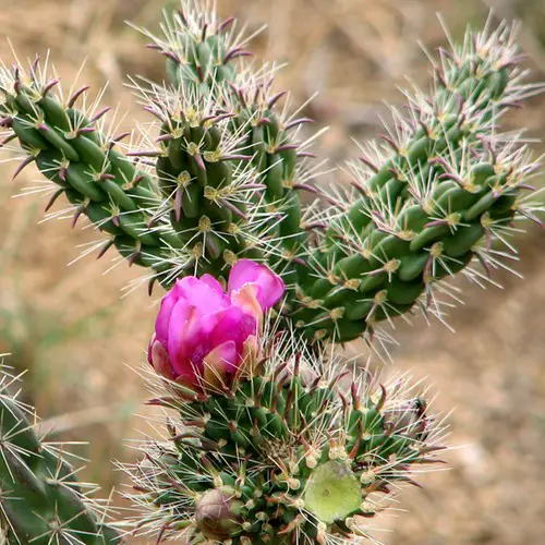 Cylindropuntia imbricata