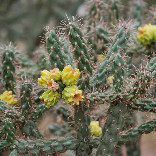 Cylindropuntia imbricata