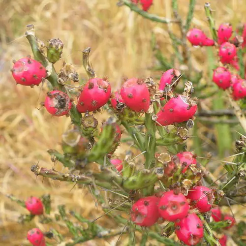 Cylindropuntia kleiniae