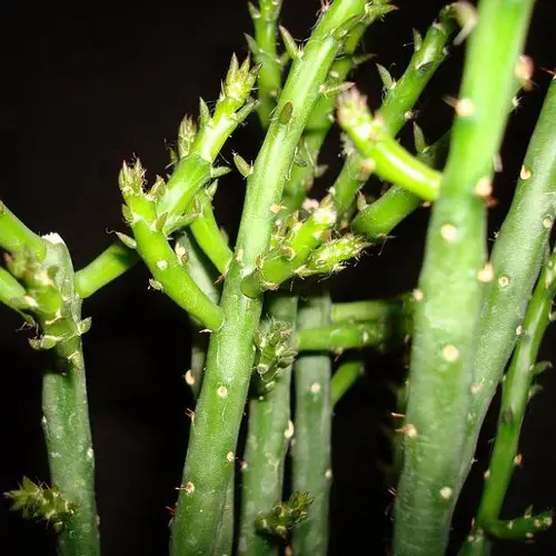 Cylindropuntia leptocaulis f. inermis