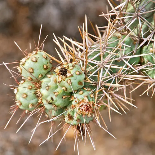 Cylindropuntia prolifera