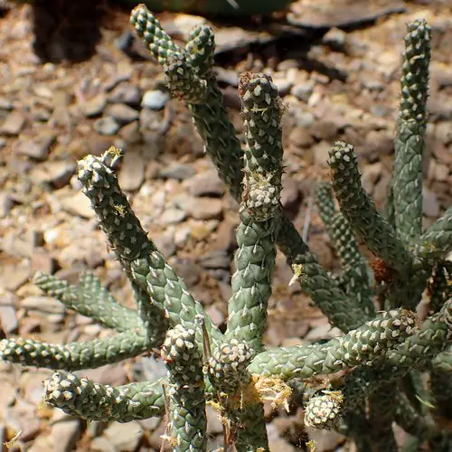 Cylindropuntia ramosissima