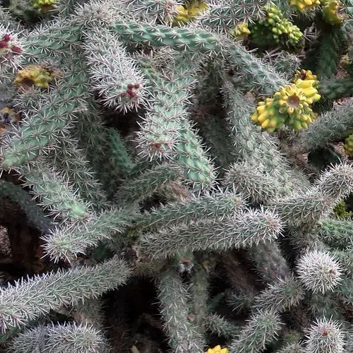 Cylindropuntia spinosior