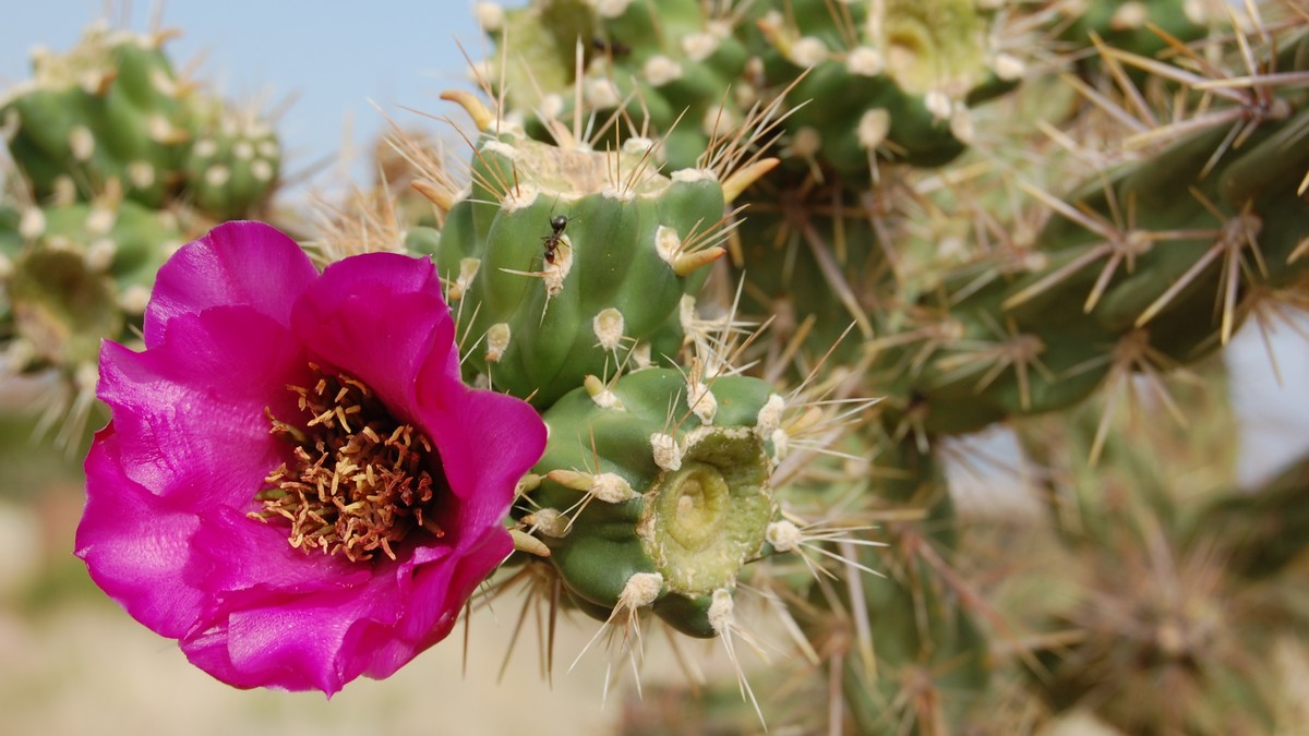 Cylindropuntia spinosior