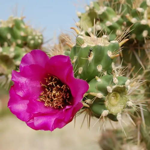 Cylindropuntia spinosior