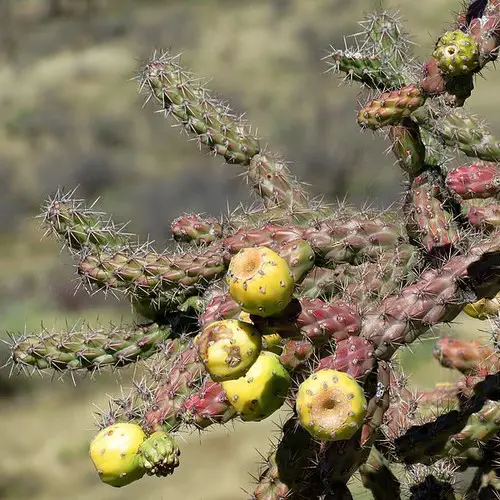 Cylindropuntia versicolor