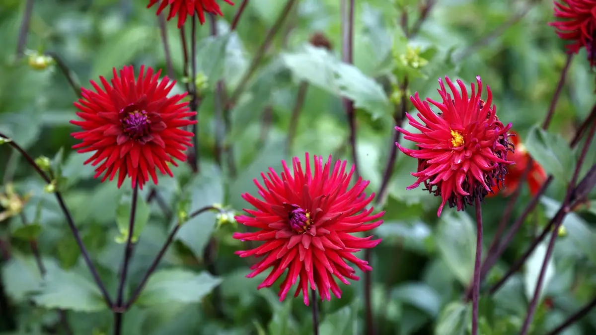 Dahlia cactus