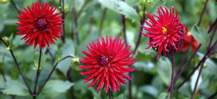 Dahlia cactus jardin