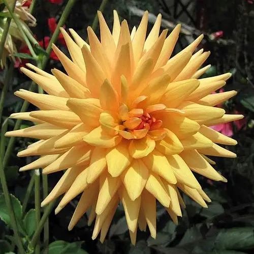 Dahlia cactus jaune