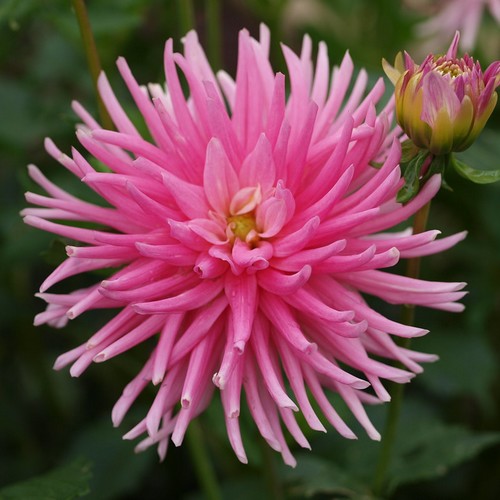 Dahlia cactus