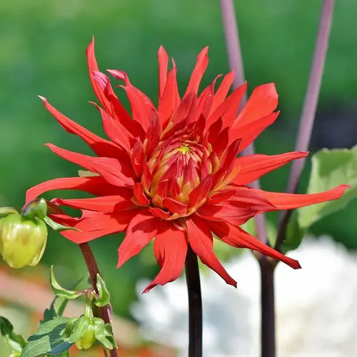 Fleur de Dahlia cactus