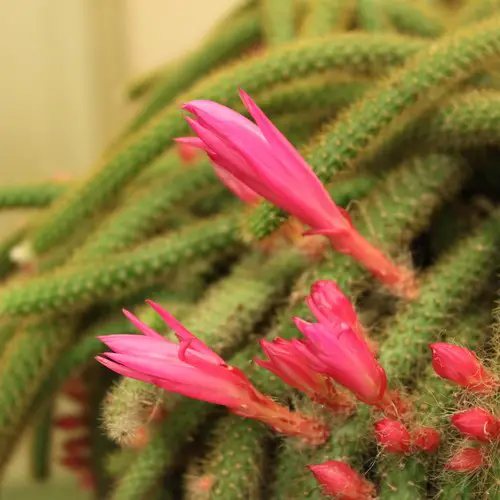 Disocactus flagelliformis