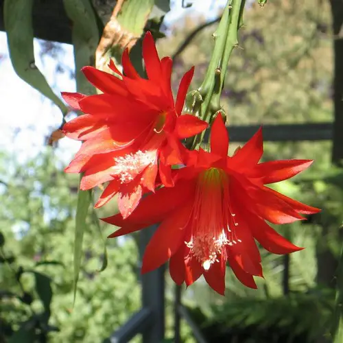 Fleurs de Disocactus speciosus