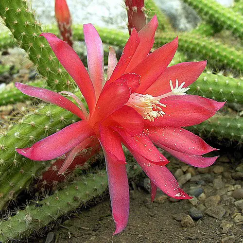 Disocactus