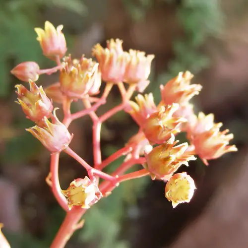 Fleurs d'Echeveria agavoides