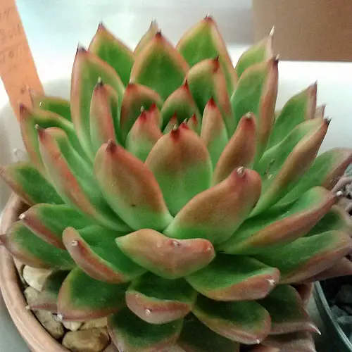 Echeveria agavoides 'Miranda'