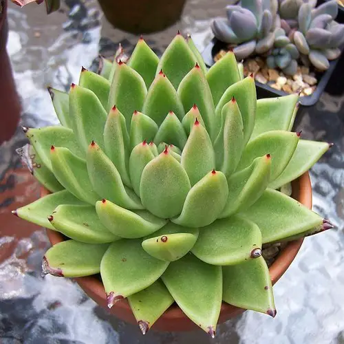 Echeveria agavoides