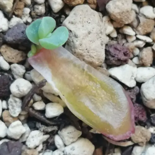 Bouture de feuille d'Echeveria