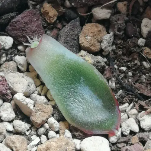 Bouture de feuille d'Echeveria