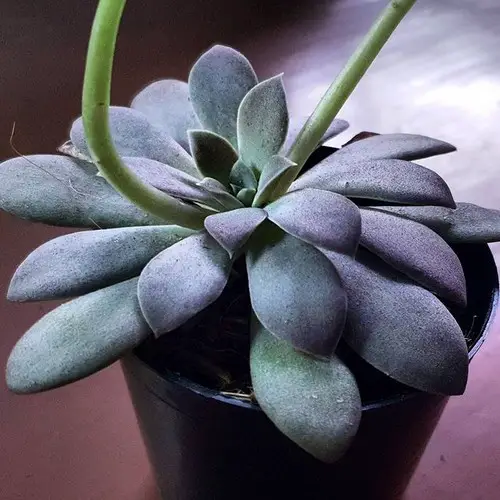 Echeveria carnicolor