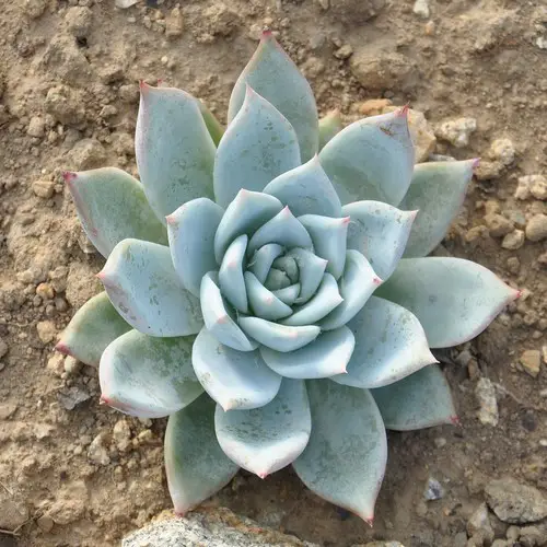 Echeveria colorata