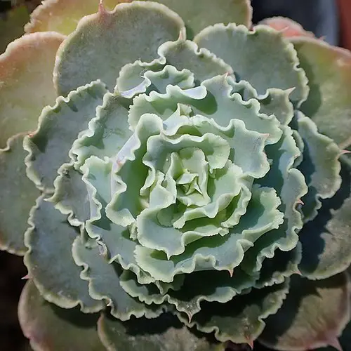 Echeveria crenulata