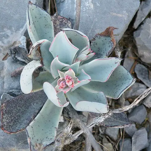 Echeveria cuspidata