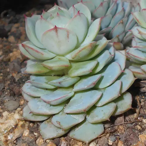 Echeveria derenbergii