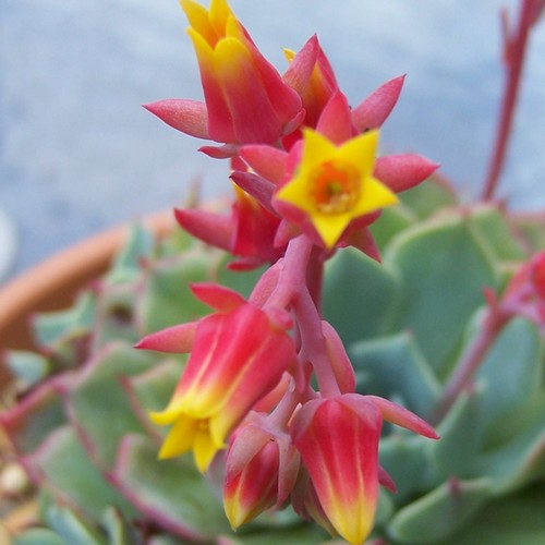 Fleurs d'Echeveria elegans