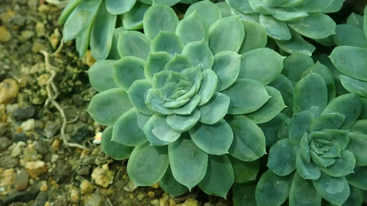 Echeveria elegans