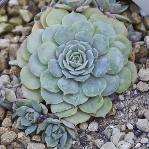 Echeveria elegans rejets